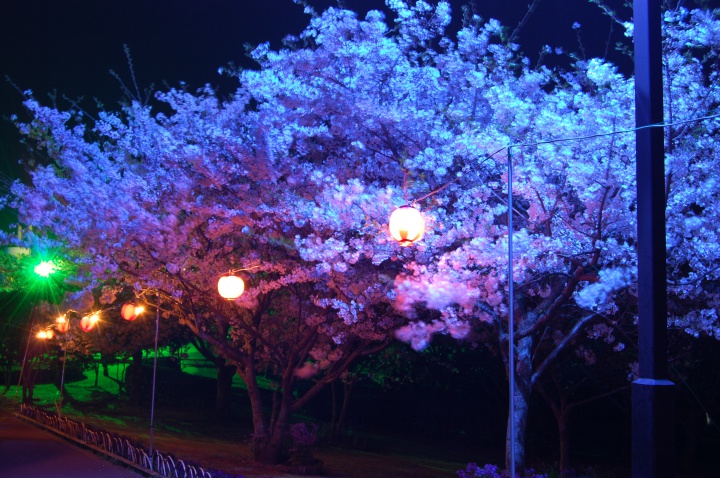 アップ20140328 桜祭りライト 005